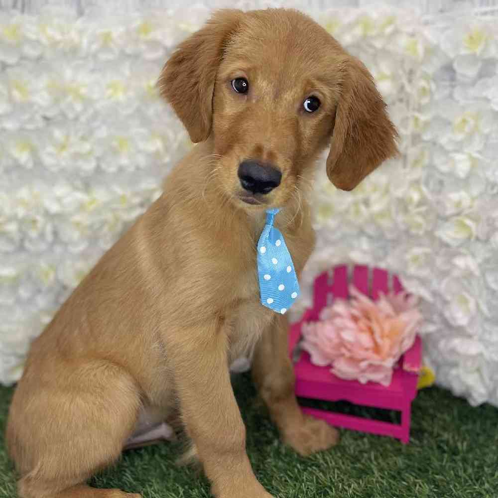 Male Golden Retriever Puppy for Sale in Braintree, MA