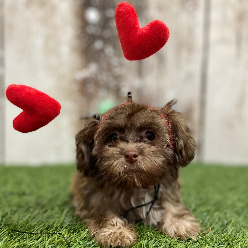 Male Havanese Puppy for Sale in Braintree, MA