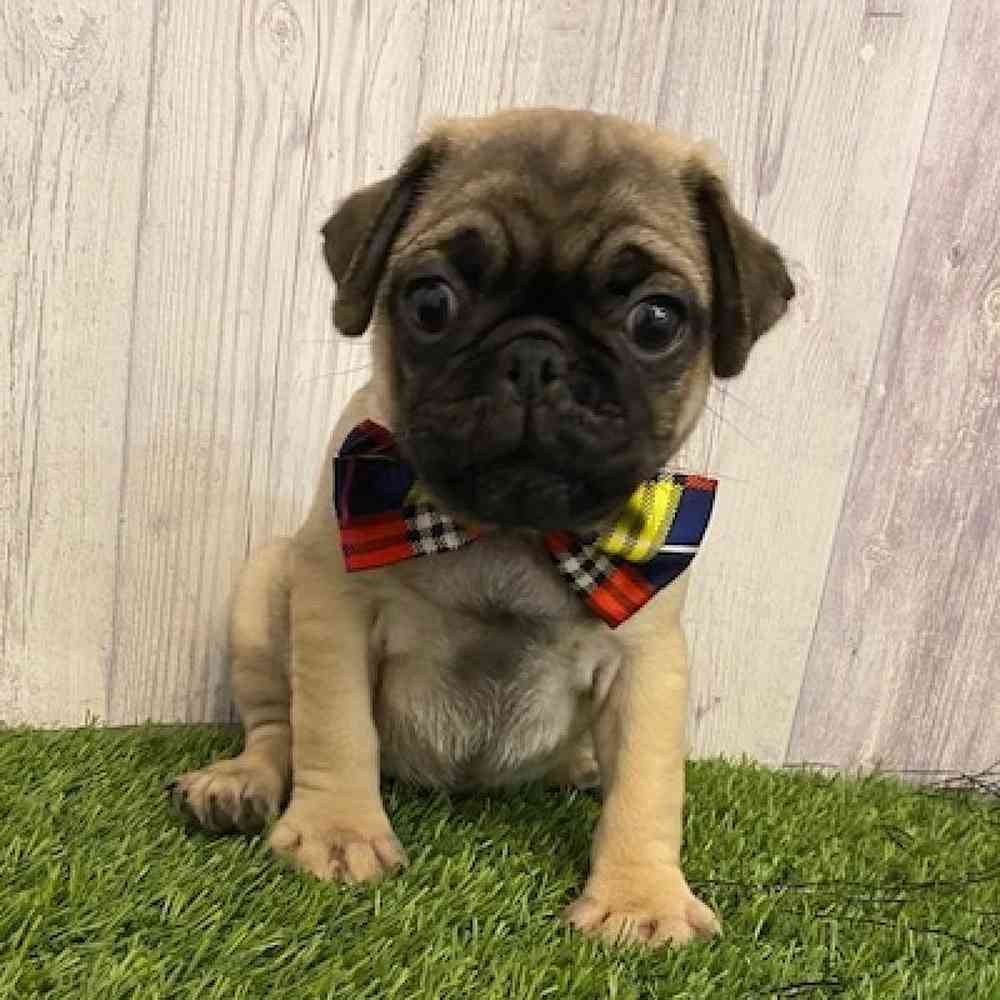 Male Pug Puppy for sale
