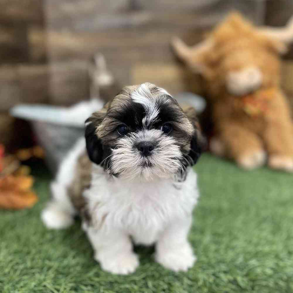Male Shih Tzu Puppy for Sale in Braintree, MA