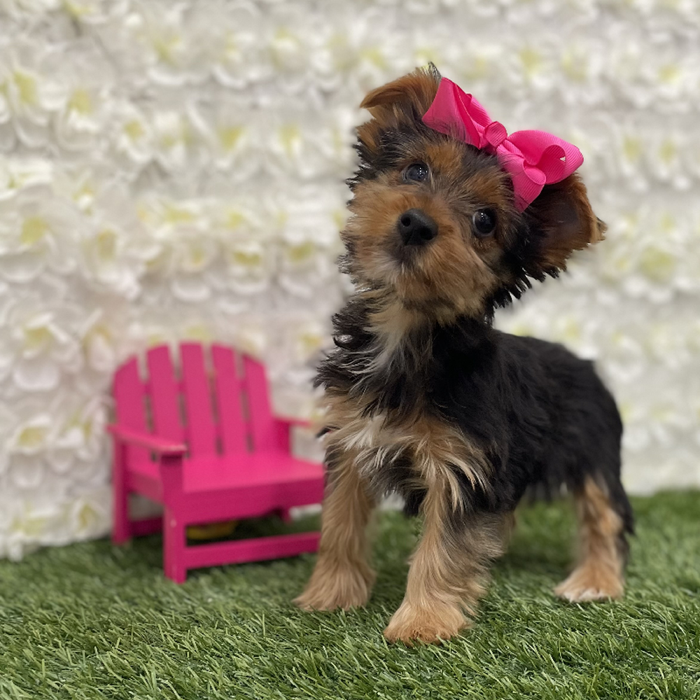 Female Yorkshire Terrier Puppy for Sale in Braintree, MA