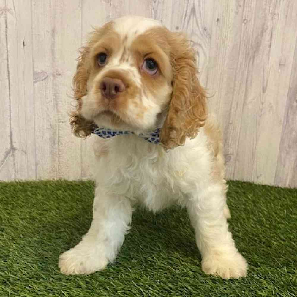 Male Cocker Spaniel Puppy for sale