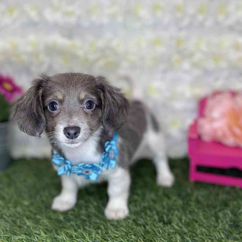 Female Chiweenie Puppy for Sale in Braintree, MA