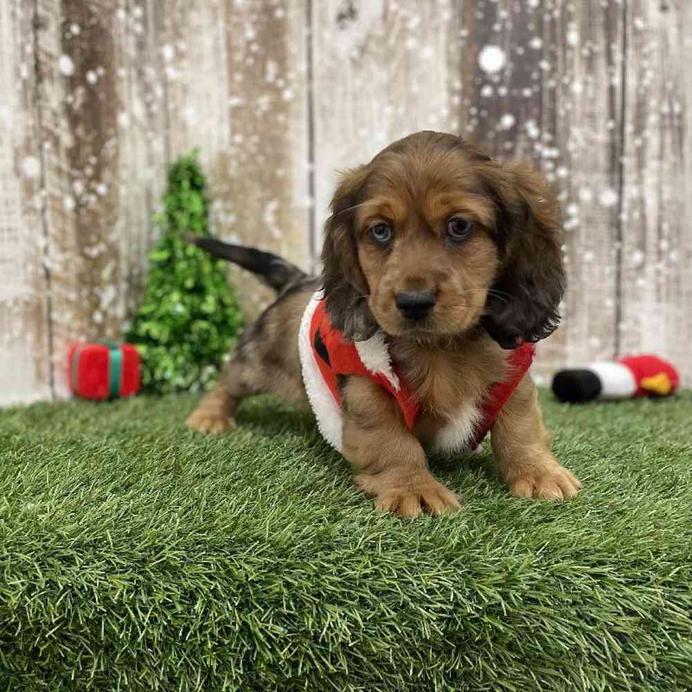 Male Docker Puppy for Sale in Braintree, MA