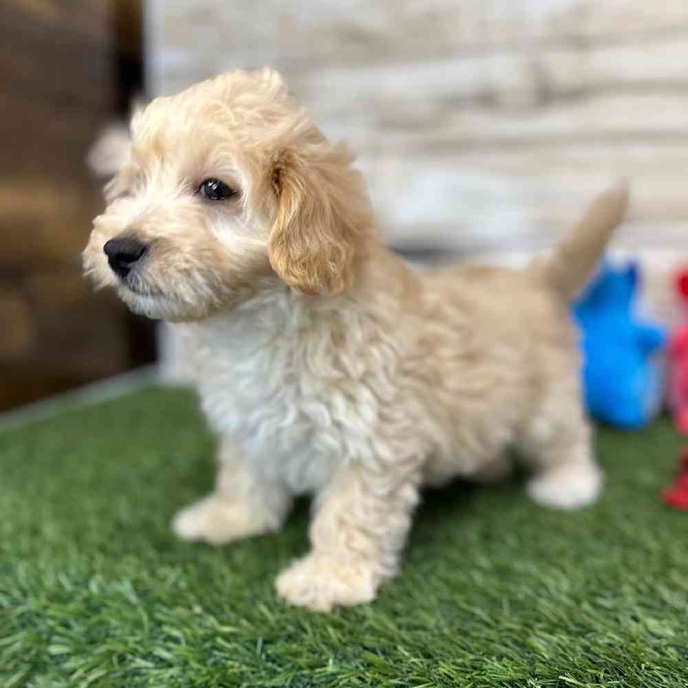 Male Malti-Poo Puppy for Sale in Saugus, MA