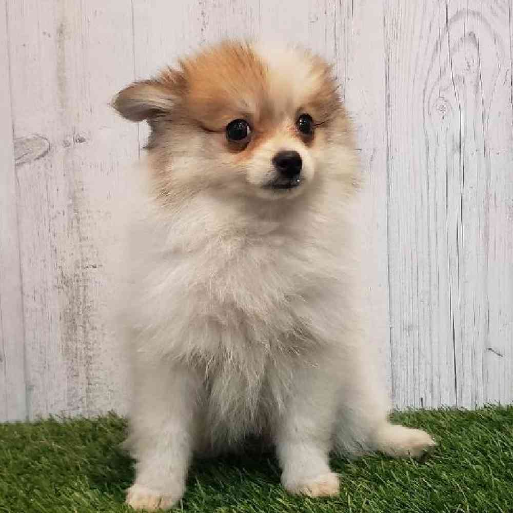 Female Pomeranian Puppy for sale