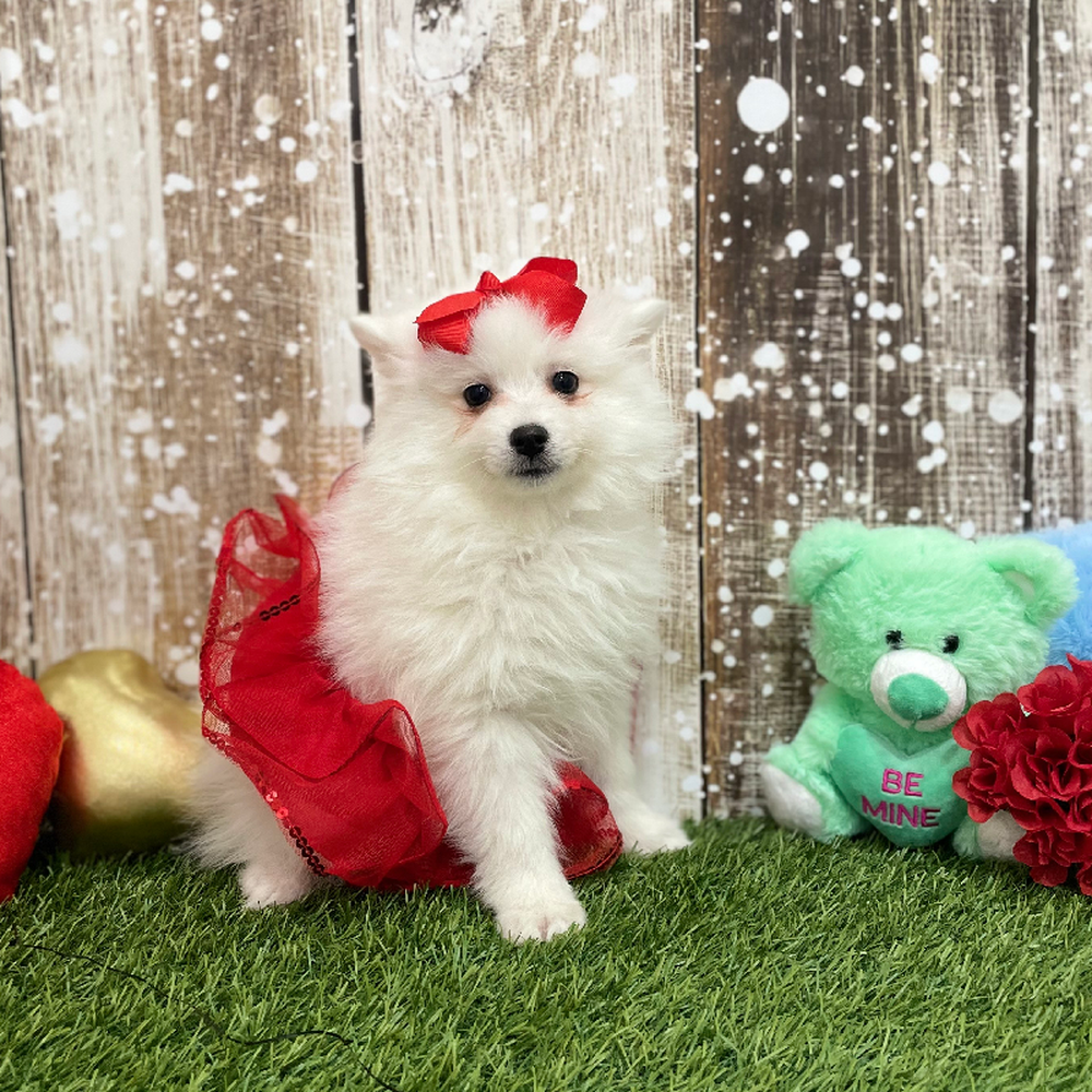 Female American Eskimo Puppy for Sale in Braintree, MA