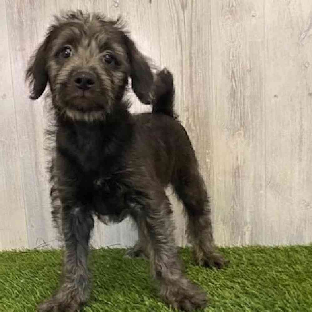 Female Mini Labradoodle Puppy for sale