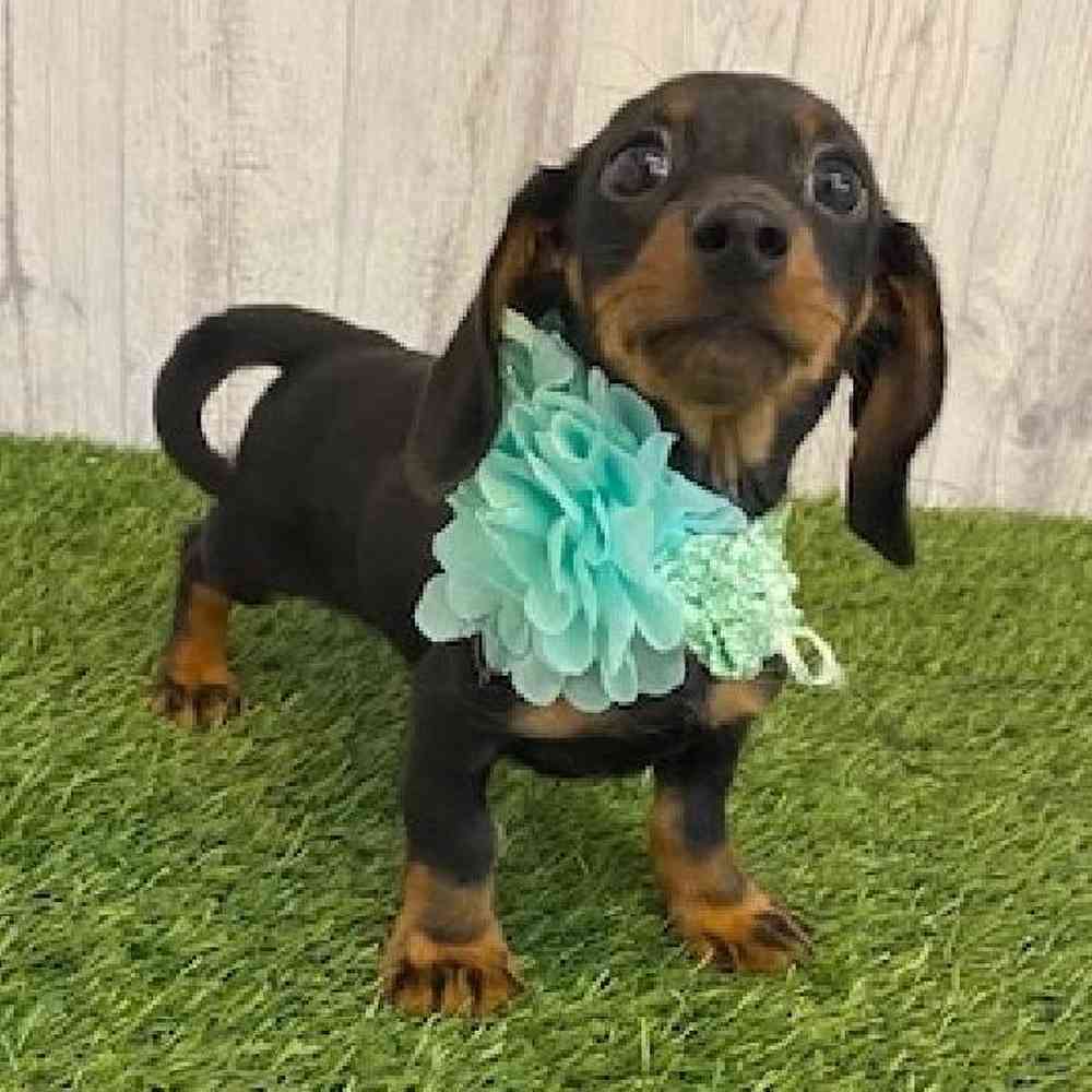 Female Dachshund Puppy for sale