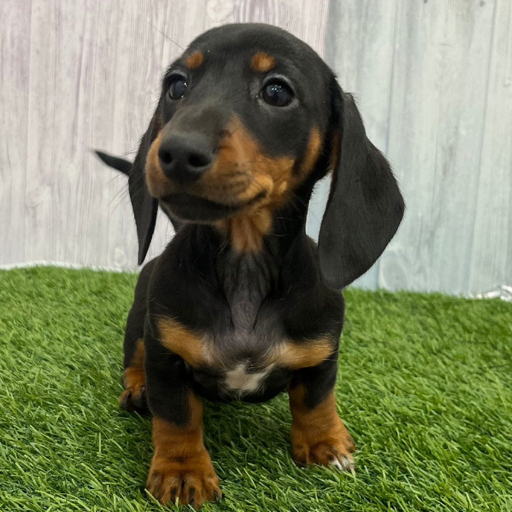 Female Dachshund Puppy for Sale in Braintree, MA
