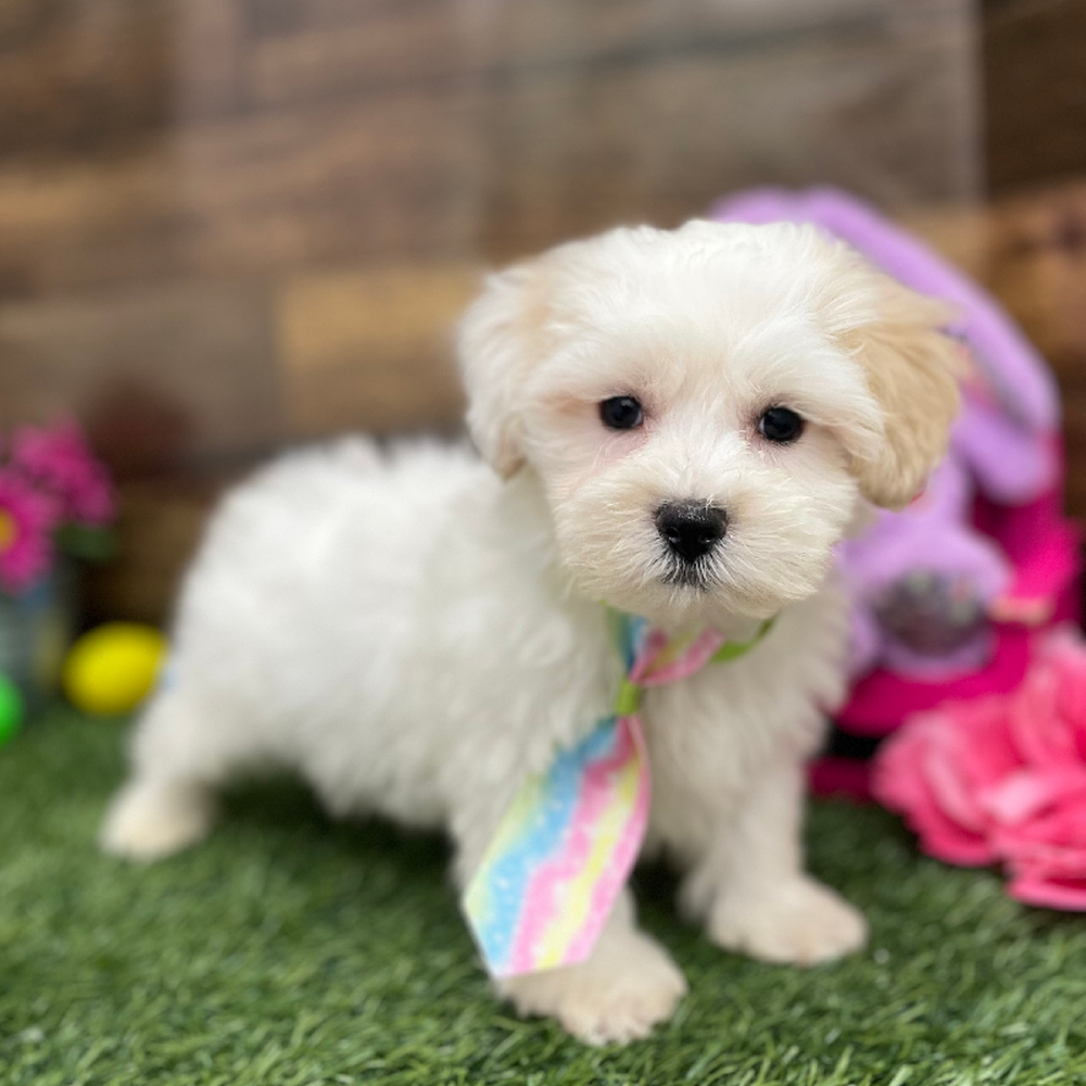 Male Malti-Poo Puppy for Sale in Braintree, MA