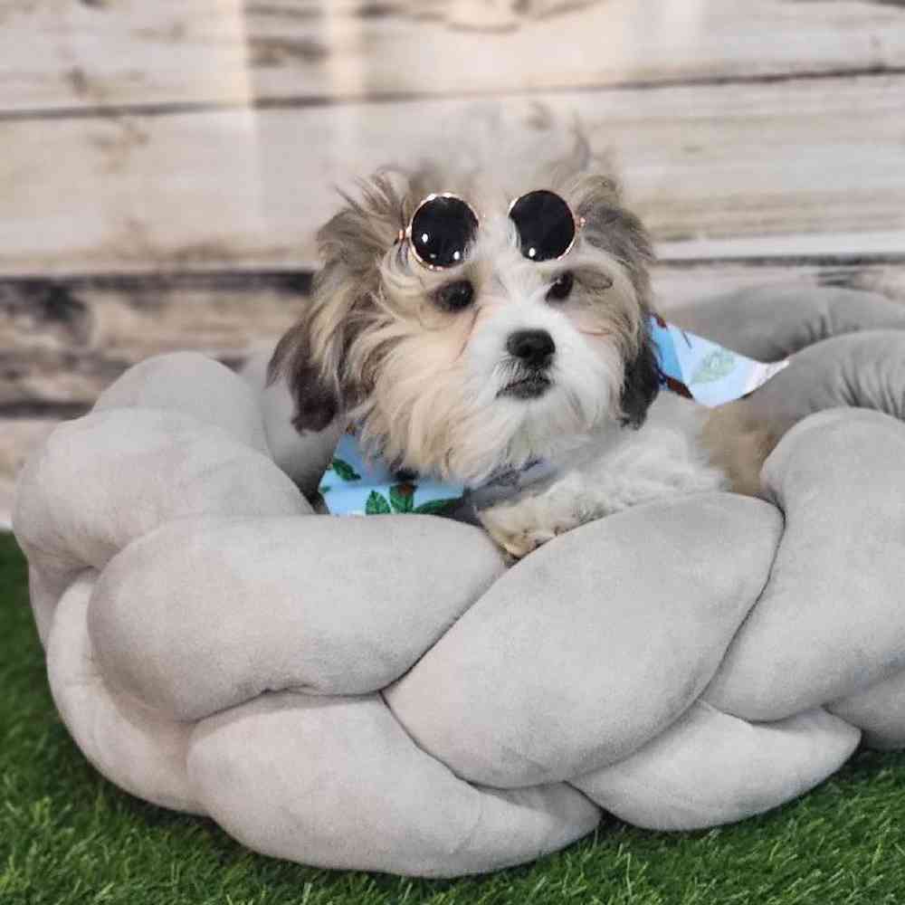 Male Shih-Poo Puppy for Sale in Saugus, MA