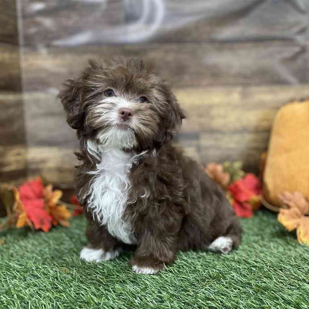 Female Lhasa-Poo Puppy for Sale in Braintree, MA