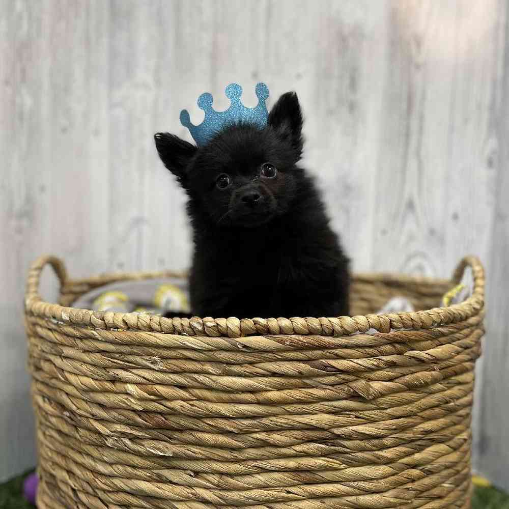 Male Pomeranian Puppy for sale