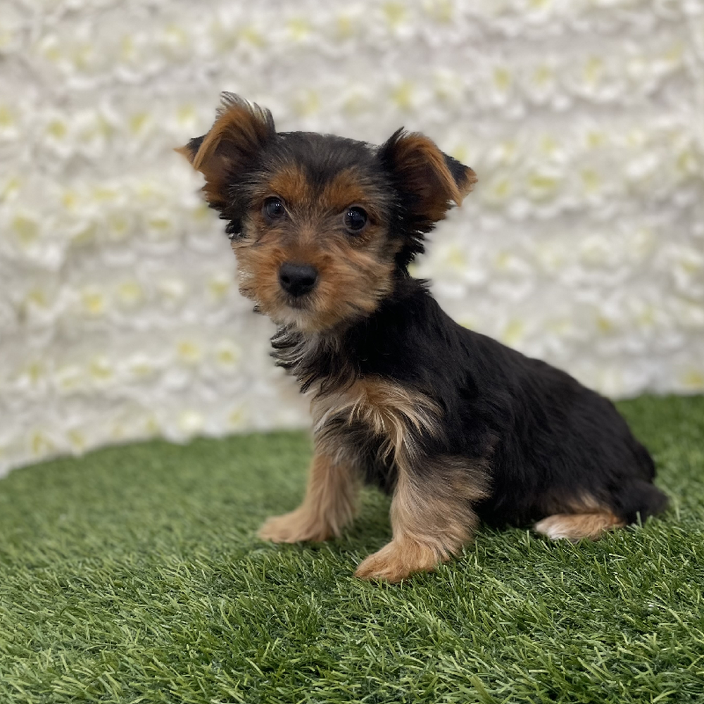 Female Yorkshire Terrier Puppy for Sale in Braintree, MA