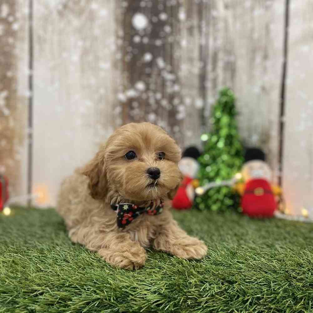 Male Shih-Poo Puppy for Sale in Braintree, MA