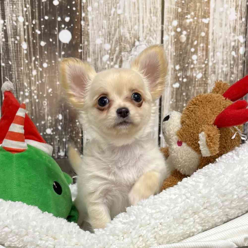 Male Chihuahua Puppy for Sale in Saugus, MA