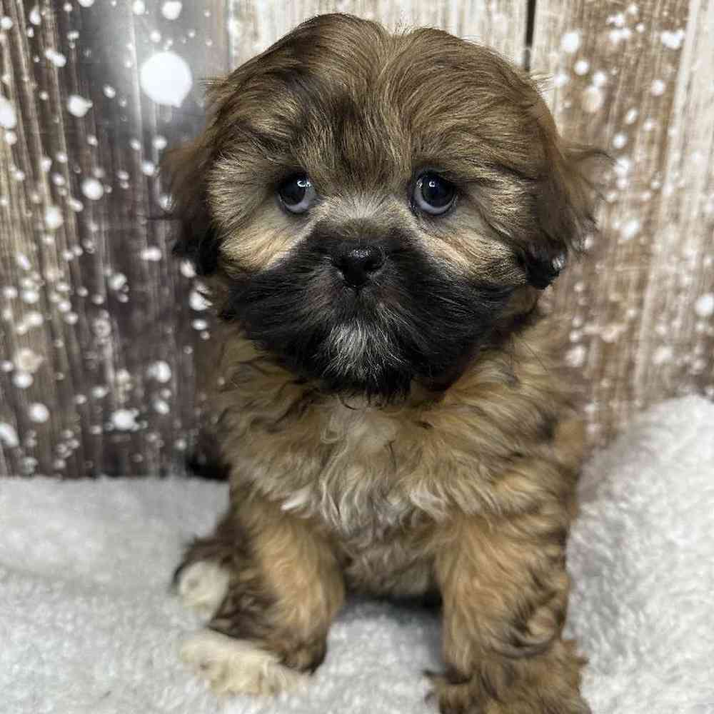 Female Lhasa Apso Puppy for Sale in Saugus, MA