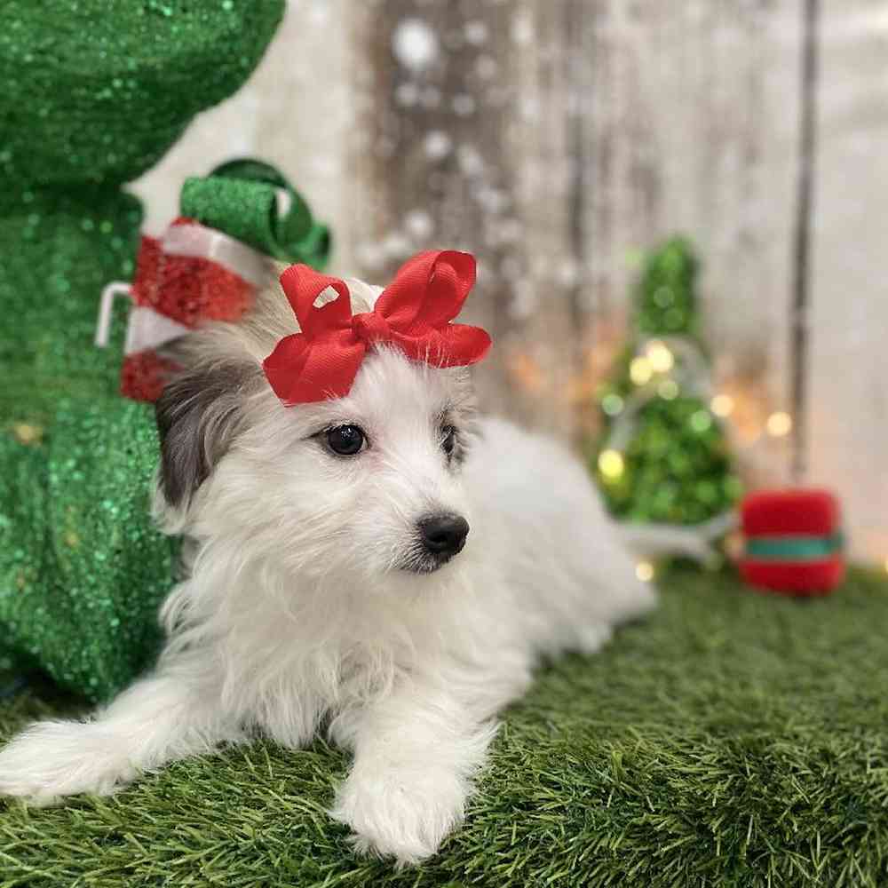 Female Coton De Tulear Puppy for Sale in Braintree, MA