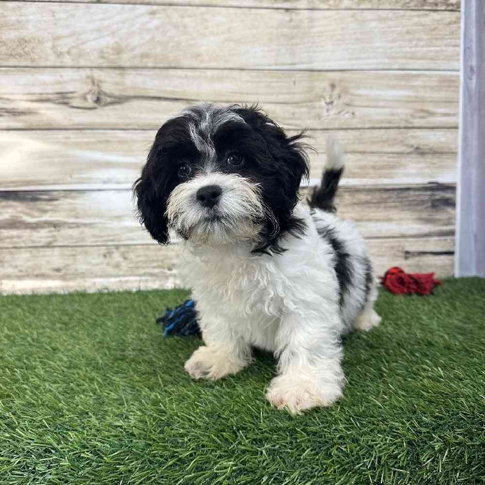 Male Shih-Poo Puppy for Sale in Saugus, MA