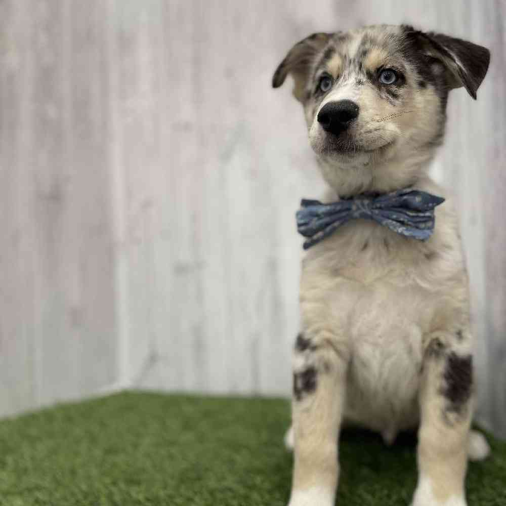 Male Australian Husky Puppy for Sale in Braintree, MA