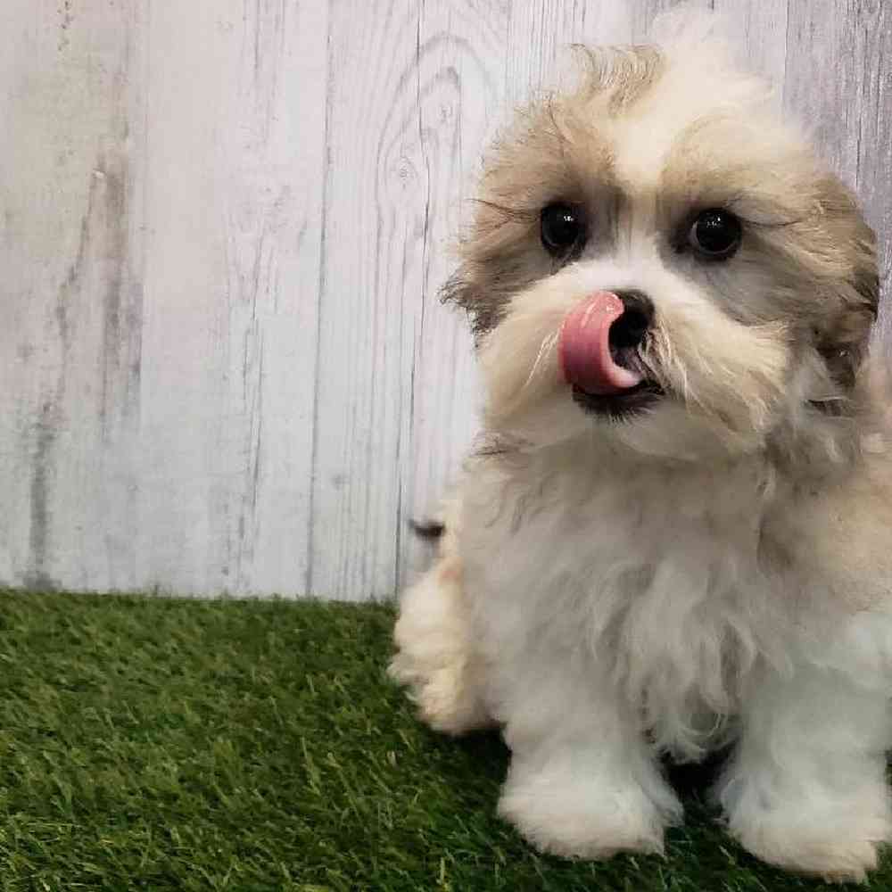 Male Teddy Bear (Zuchon) Puppy for sale