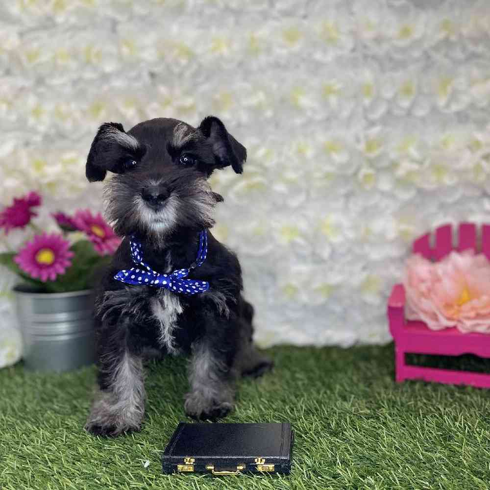 Male Miniature Schnauzer Puppy for Sale in Braintree, MA