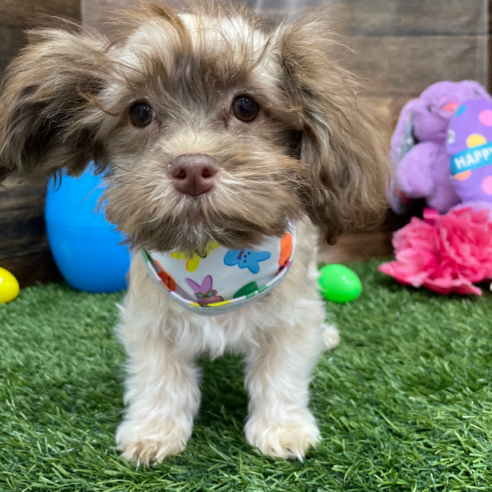 Male Havanese Puppy for Sale in Braintree, MA
