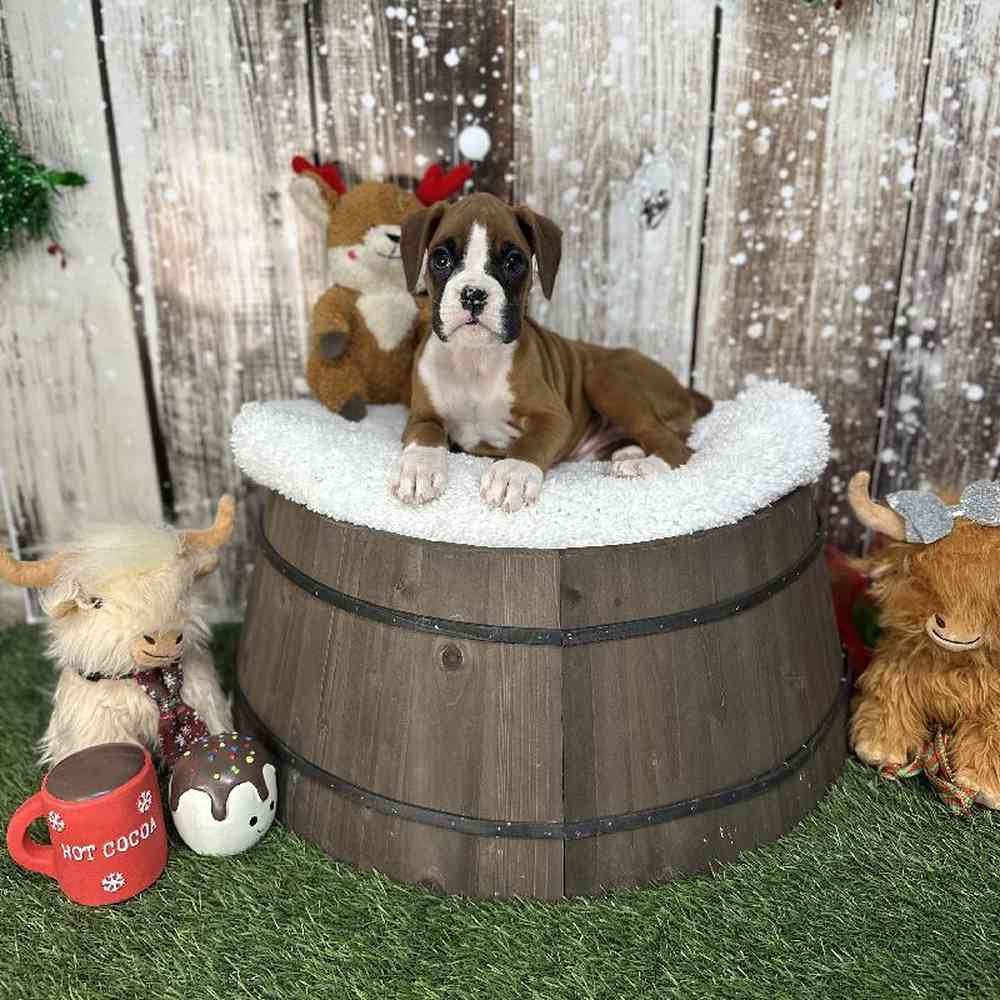 Female Boxer Puppy for Sale in Saugus, MA