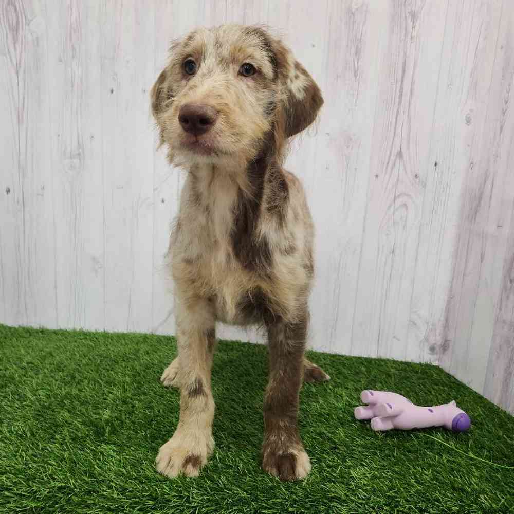 Female Labradoodle Puppy for Sale in Braintree, MA