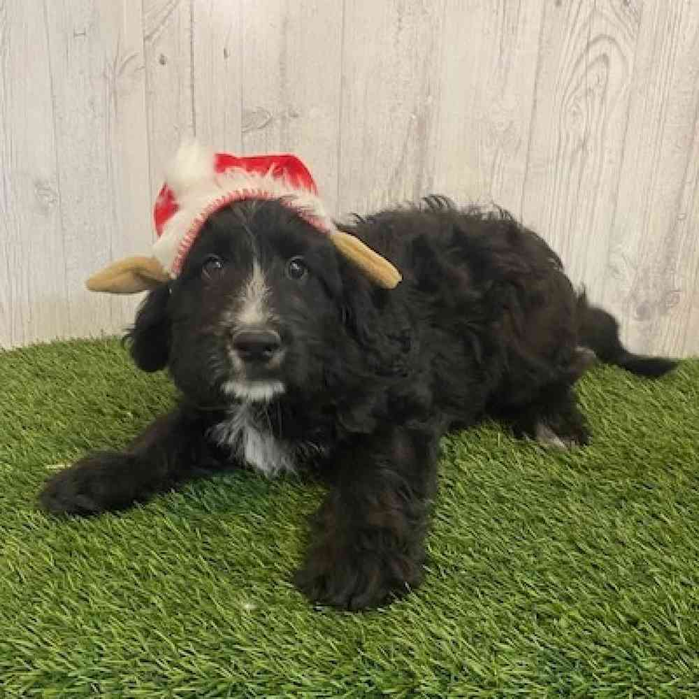 Male Aussiedoodle Puppy for sale