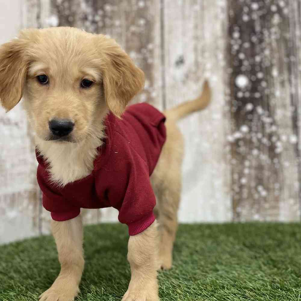 Male Golden Retriever Puppy for Sale in Braintree, MA