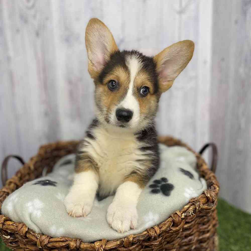 Male Pembroke Welsh Corgi Puppy for Sale in Saugus, MA