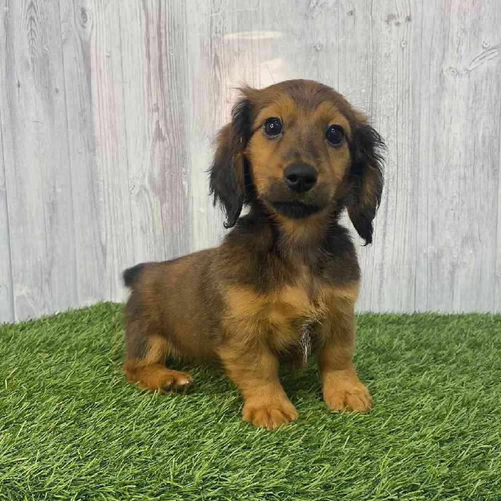 Female Dachshund Puppy for Sale in Saugus, MA