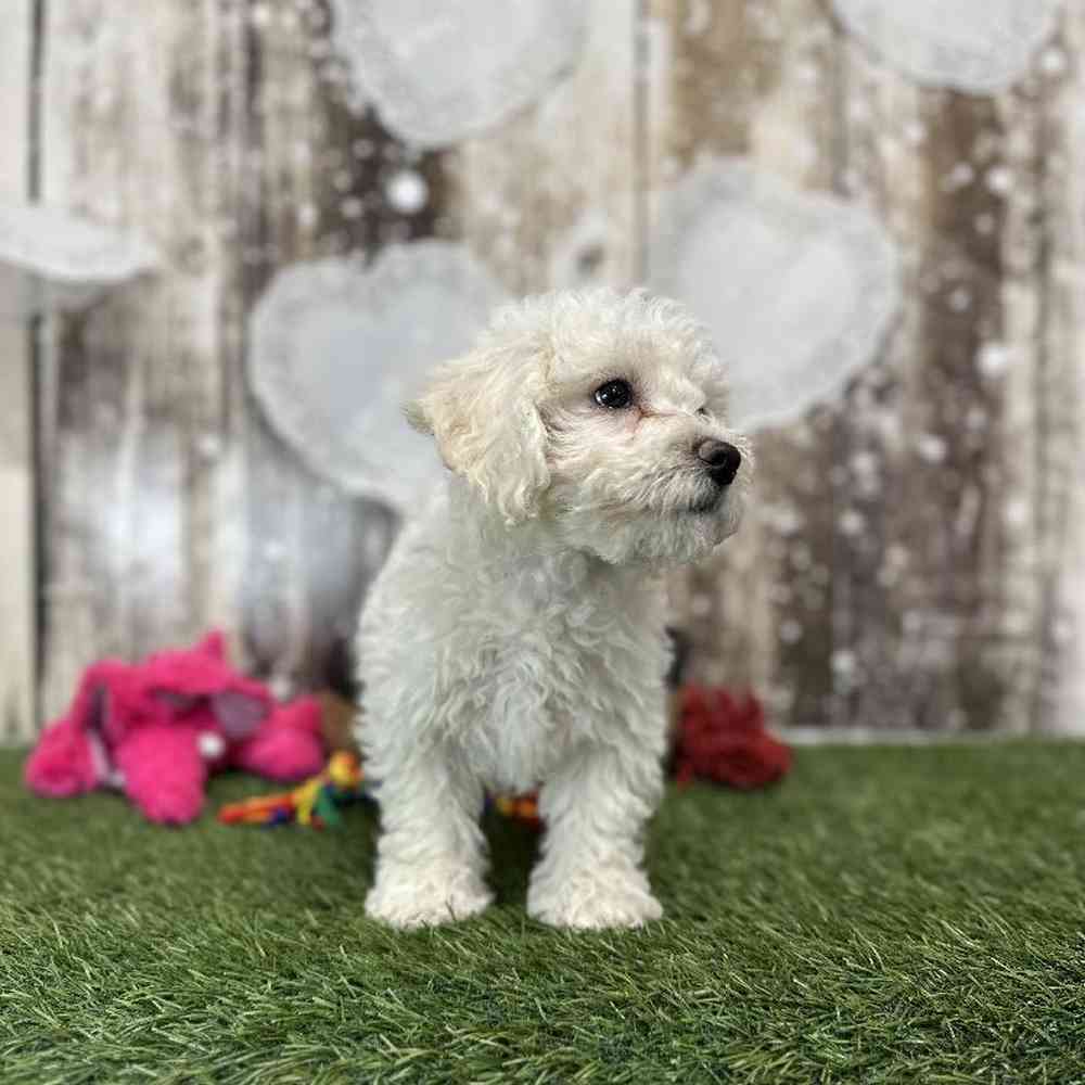 Female Bichon Frise Puppy for Sale in Saugus, MA