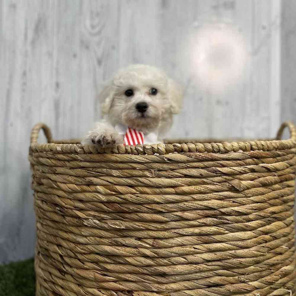 Male Bichon Frise Puppy for sale