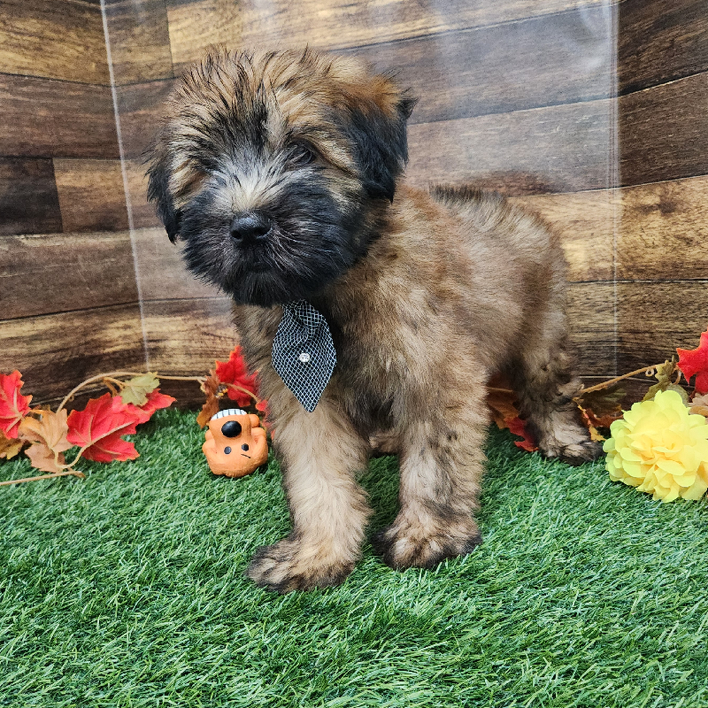 Male Soft Coated Wheaten Terrier Puppy for Sale in Braintree, MA
