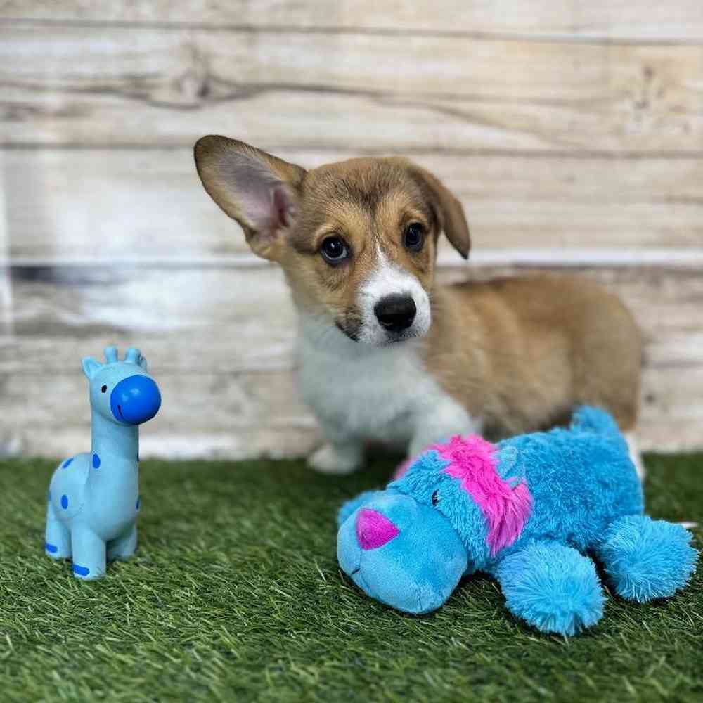 Male Pembroke Welsh Corgi Puppy for Sale in Saugus, MA