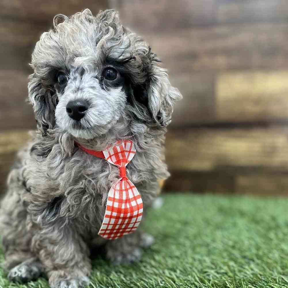 Male Poodle Toy Puppy for Sale in Braintree, MA