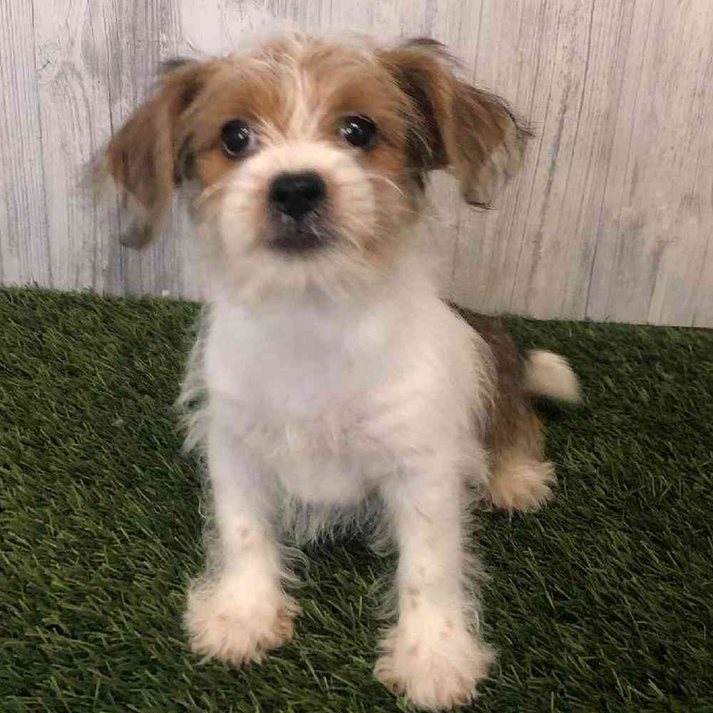 Female Shorkie Puppy for sale