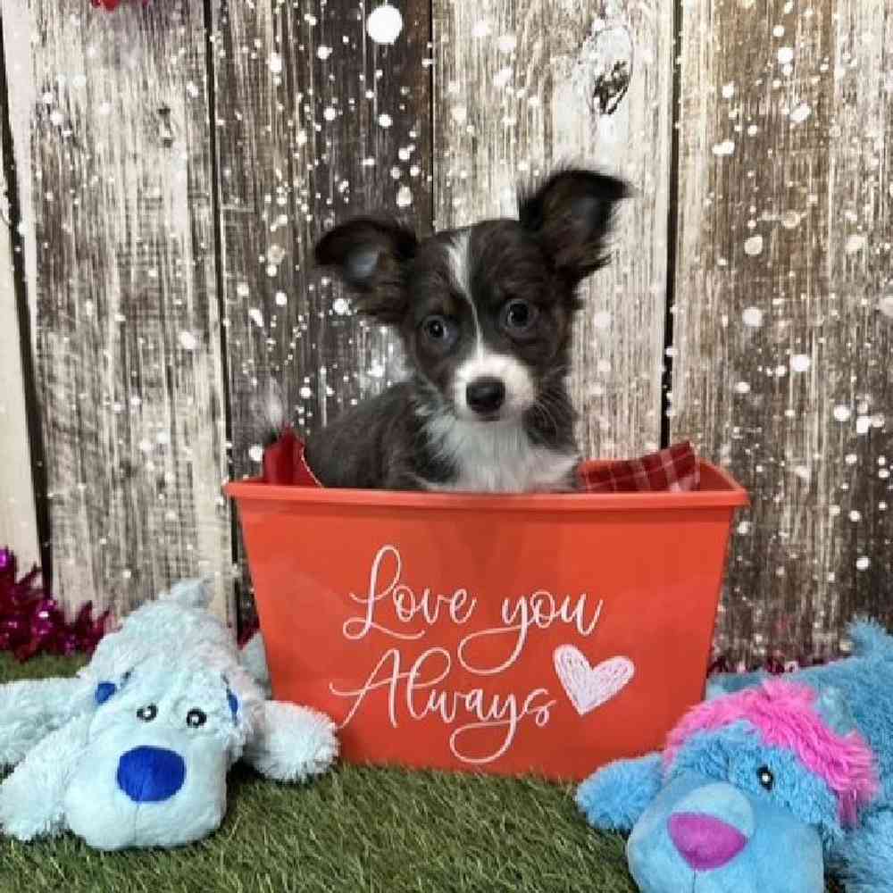 Male Chihuahua Puppy for Sale in Saugus, MA