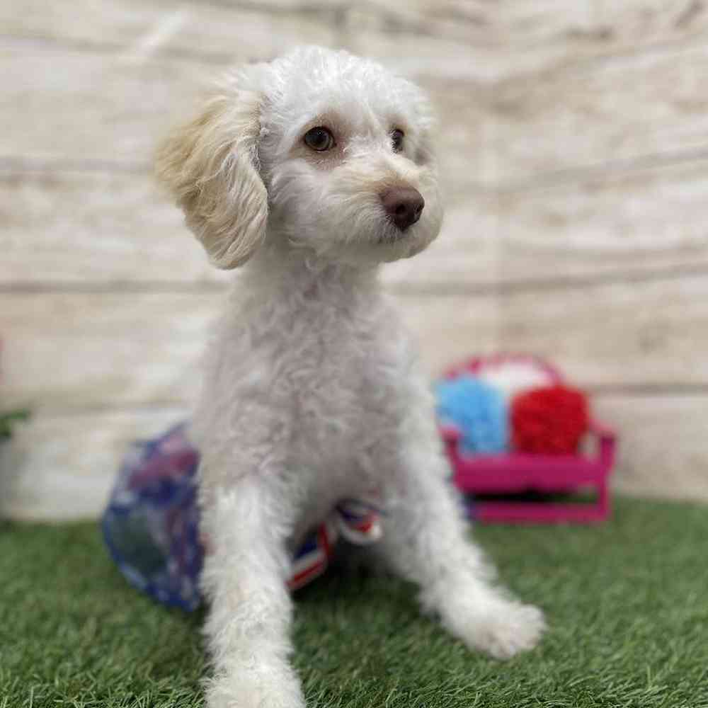 Female Cockapoo 2nd Gen Puppy for Sale in Braintree, MA