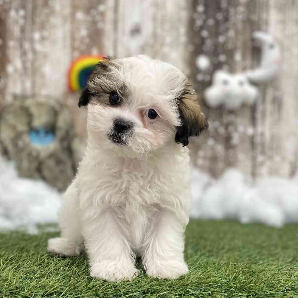 Male Shih-Poo Puppy for Sale in Braintree, MA