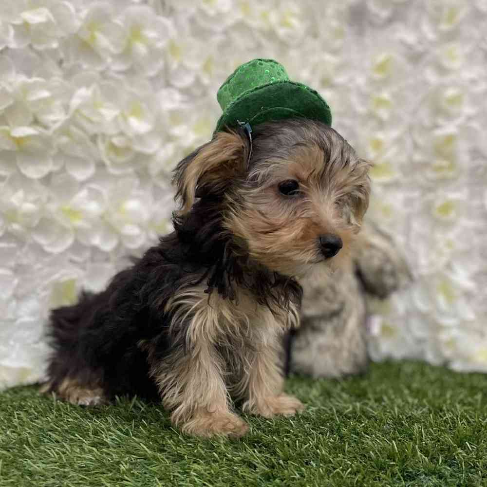 Male Yorkshire Terrier Puppy for Sale in Braintree, MA