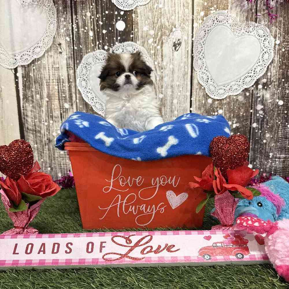 Male Japanese Chin Puppy for Sale in Saugus, MA