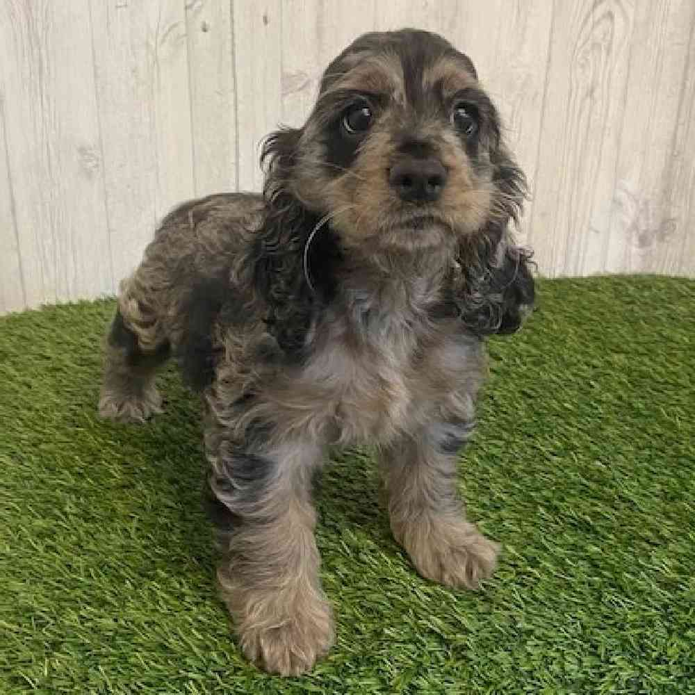 Female Cocker Spaniel Puppy for sale