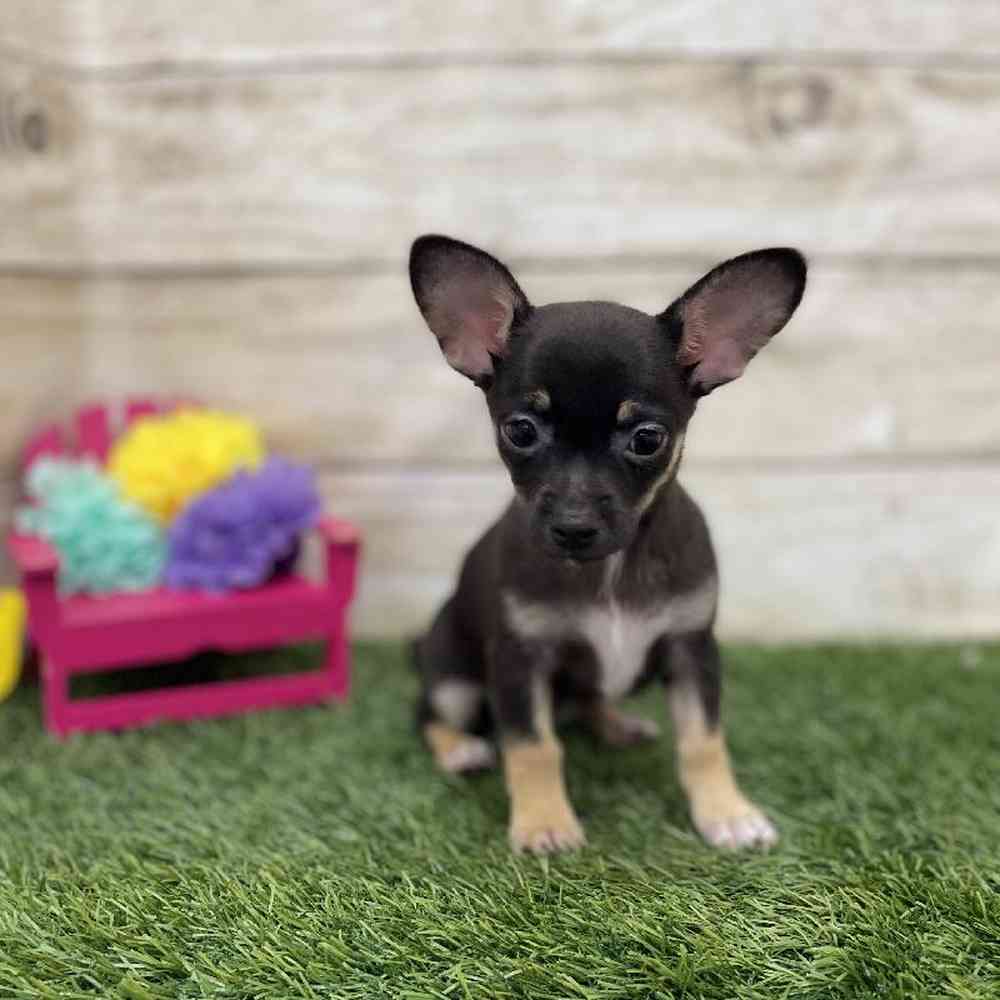 Female Chihuahua Puppy for Sale in Braintree, MA