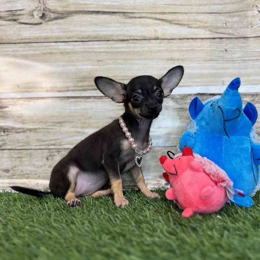 Female Chihuahua Puppy for Sale in Saugus, MA