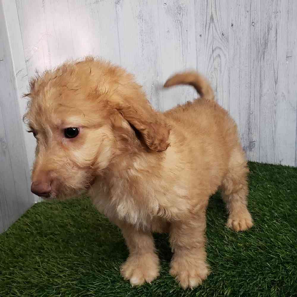Male Mini Goldendoodle 2nd Gen Puppy for sale