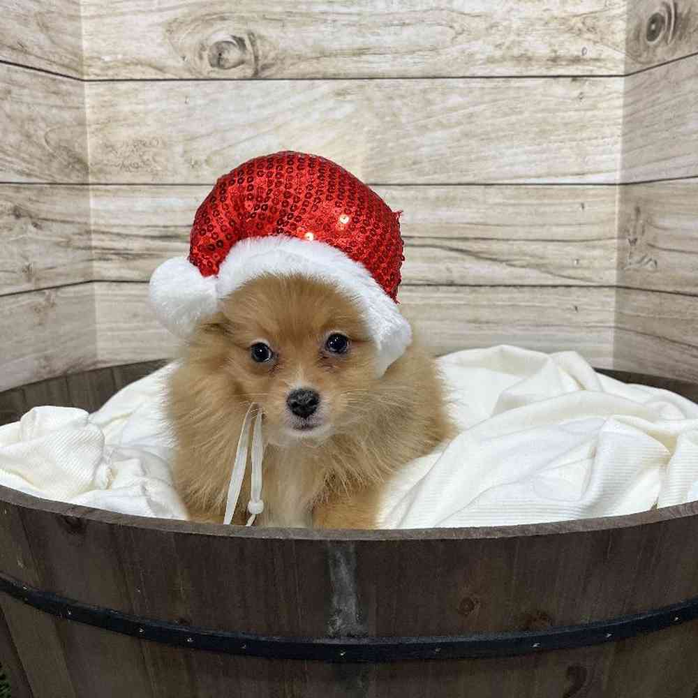 Male Pomeranian Puppy for Sale in Saugus, MA